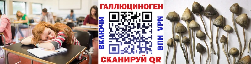 Галлюциногенные грибы Psilocybe  Череповец 